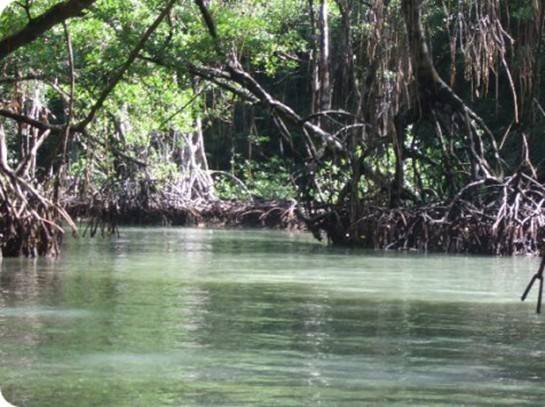 Samana
