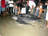 cabarete6