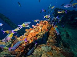 bayahibe fish