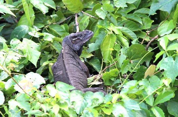 iguana billy