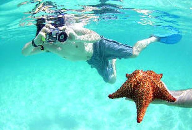 starfish