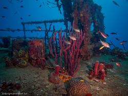 wreck diving